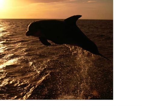 öko vékony delfin
